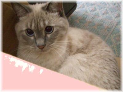 我が家の姫は黒目がち ネコ ねこ 猫の子 よく寝た子の母さんの部屋