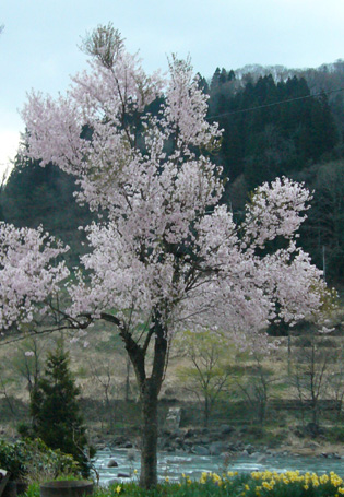 sakura_c0039928_8323336.jpg