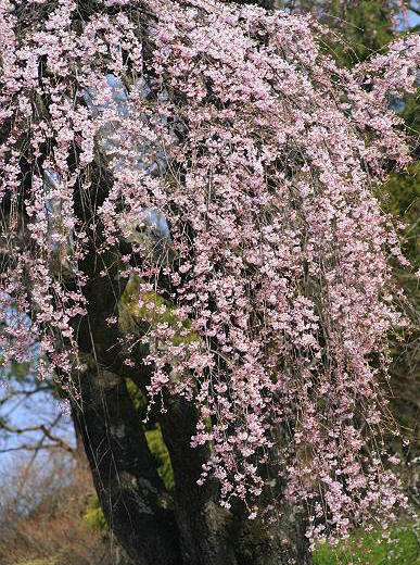 福島県田村市・郡山市の桜の名木_d0106628_20292469.jpg