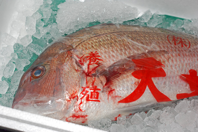 養殖真鯛 と 天然真鯛 の見分け方 とても簡単です 魚屋三代目日記