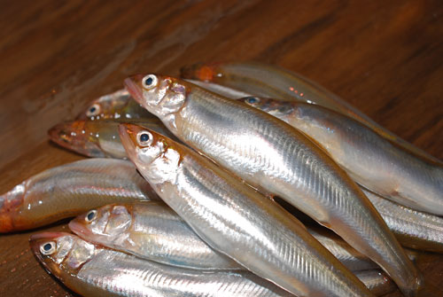 稚鮎 チアユ 可愛い鮎ですが食べちゃいます 魚屋三代目日記 稚鮎 チアユ 可愛い鮎ですが食べちゃいます 魚屋三代目日記