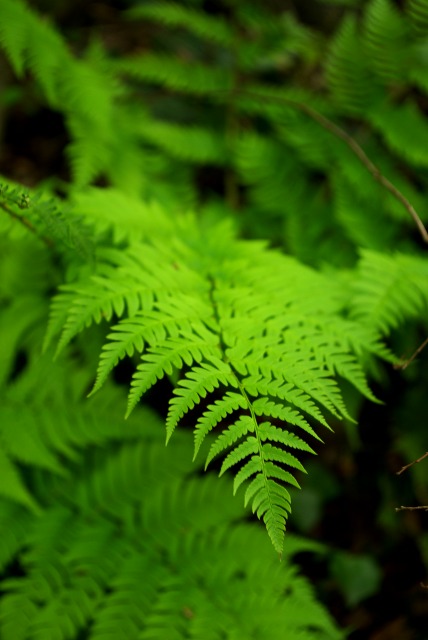 Green_e0063851_23184656.jpg