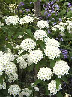 c0069552_8564881.jpg