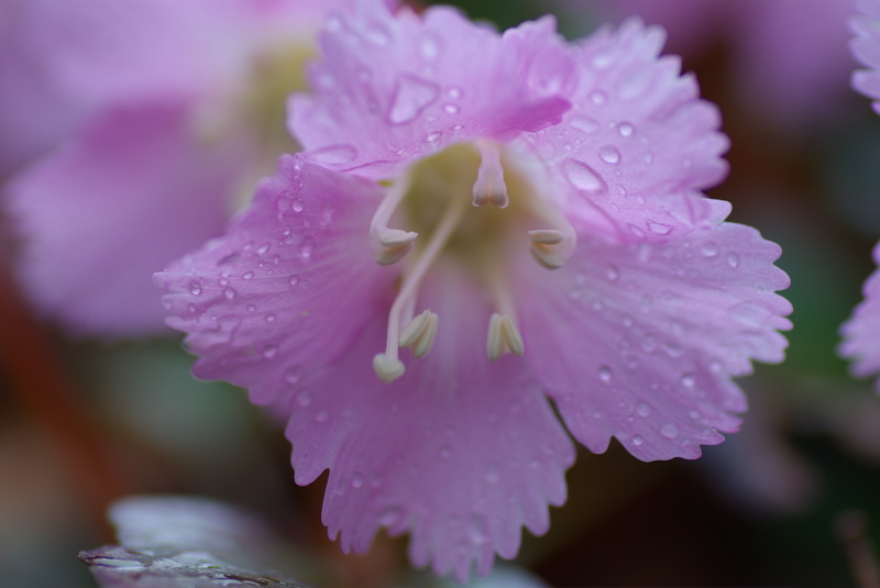 ４月２２日　岡山森林公園　（雨の登山編）_a0009554_19555783.jpg