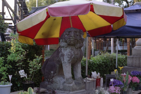 泉大津 大津神社にて狛犬_e0037563_23125117.jpg