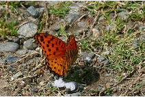 d0102968_722439.gif