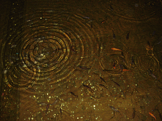 a0096669_036565.gif