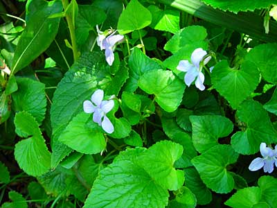 初夏の海べの植物（トベラ、スミレ他）_e0097770_3143752.jpg