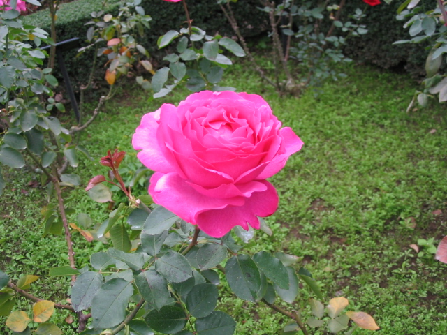 バラが咲きそう！_a0091095_20432928.jpg