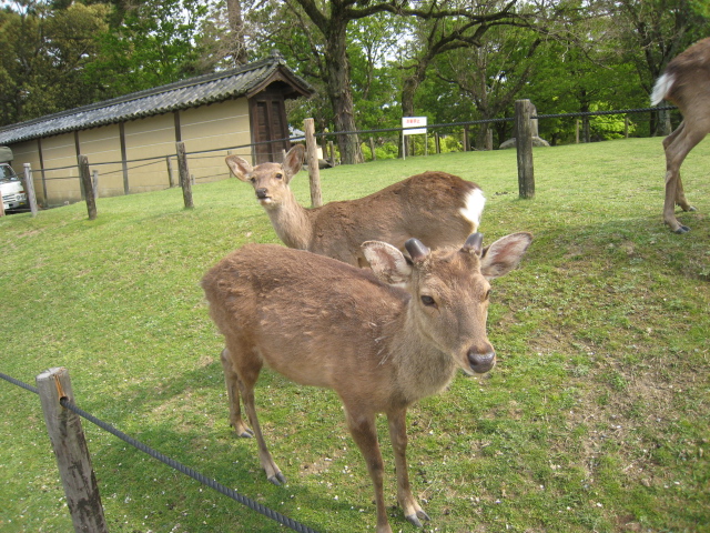 奈良公園散策_a0101802_2122421.jpg