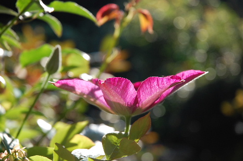 Ｍｙ 　　Ｒｏｓｅ　　Ｇａｒｄｅｎへの　ご招待－47－_d0030609_14172388.jpg