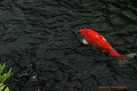 a0094711_04253.gif