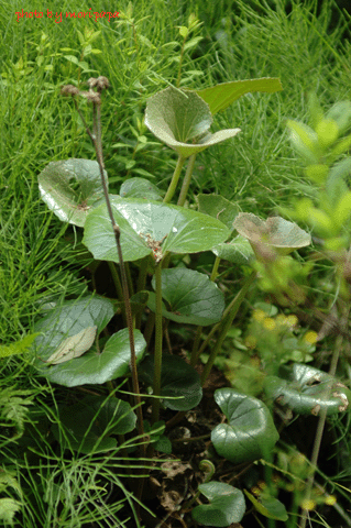 a0094711_051728.gif