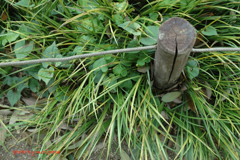a0094711_055796.gif