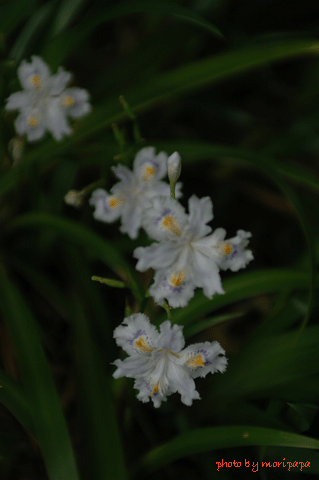 a0094711_07925.gif