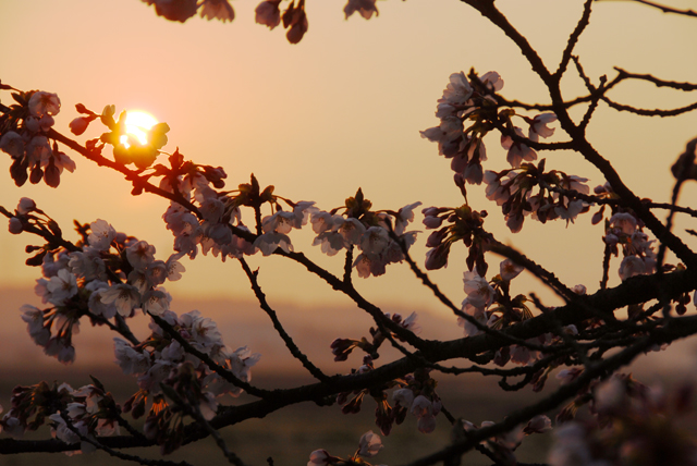 朝桜_d0019422_12591422.jpg