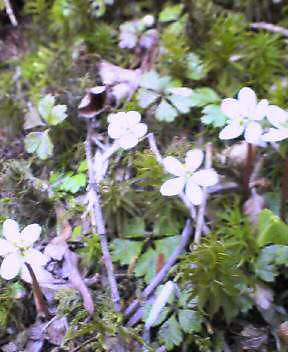 c0089831_951159.jpg