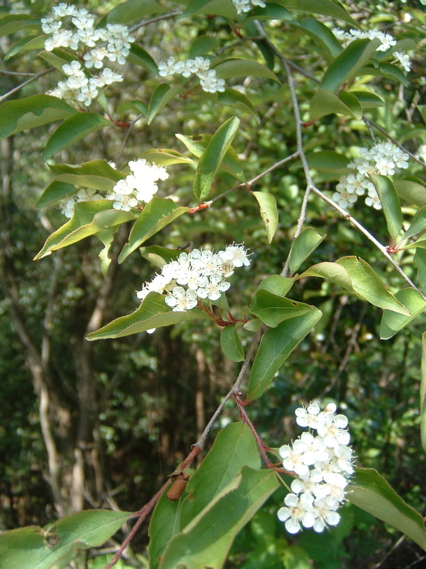 e0074833_132883.jpg
