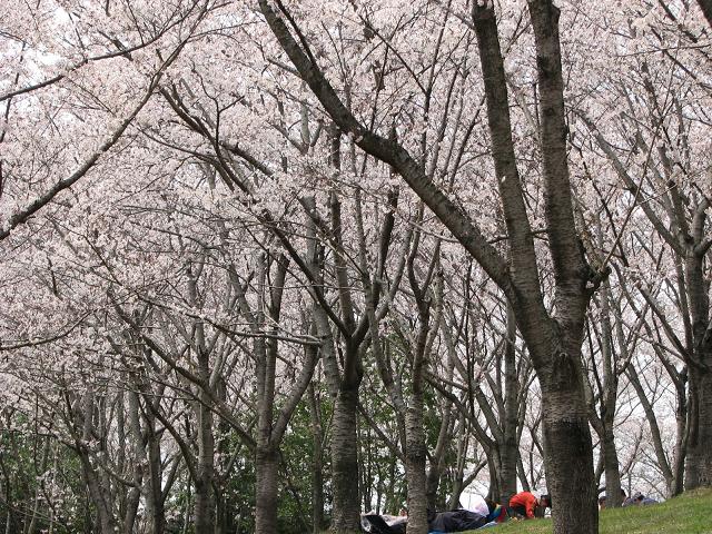 桜_f0099535_817659.jpg