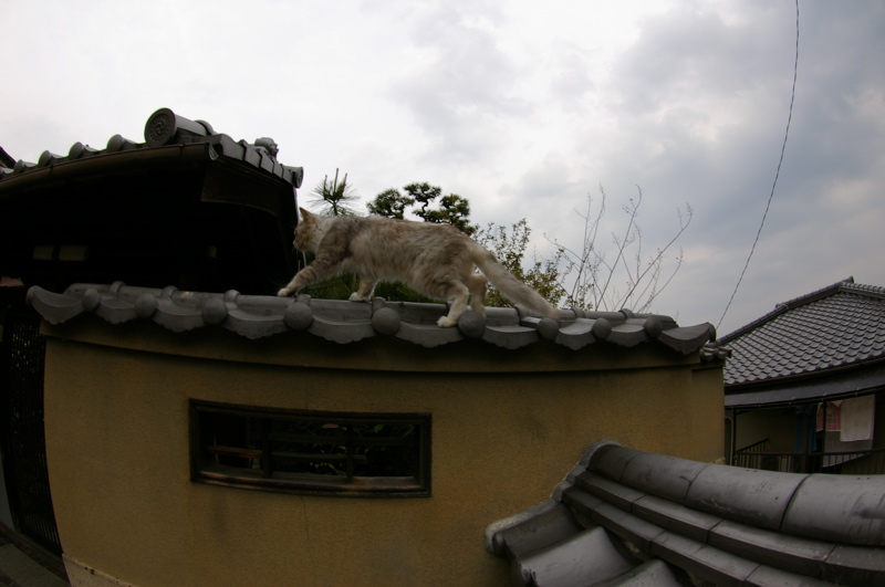 ４月８日　ギョガンDE光明寺の猫_a0009554_19103726.jpg