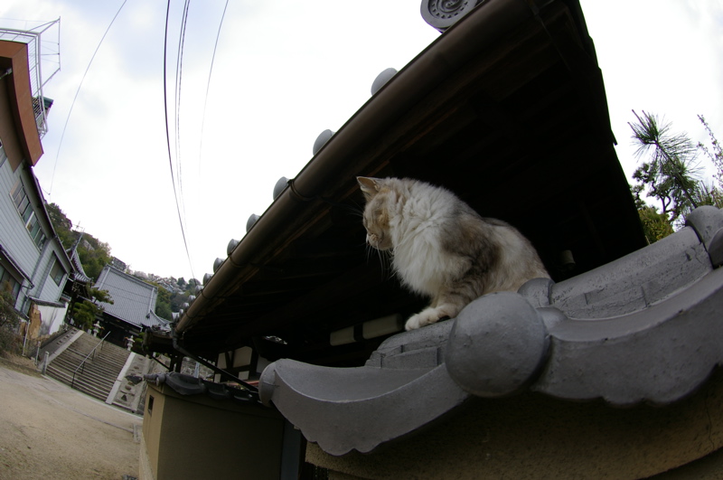 ４月８日　ギョガンDE光明寺の猫_a0009554_19124174.jpg