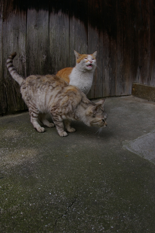 ４月８日　ギョガンDE光明寺の猫_a0009554_1923793.jpg