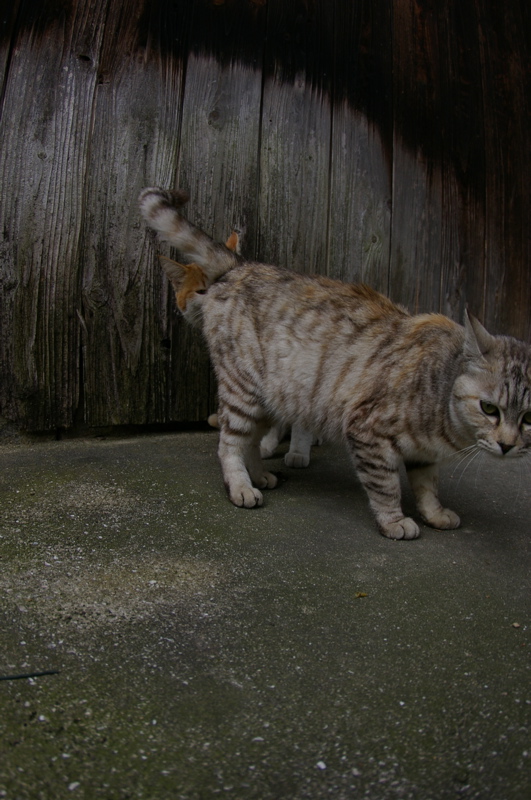 ４月８日　ギョガンDE光明寺の猫_a0009554_1931189.jpg