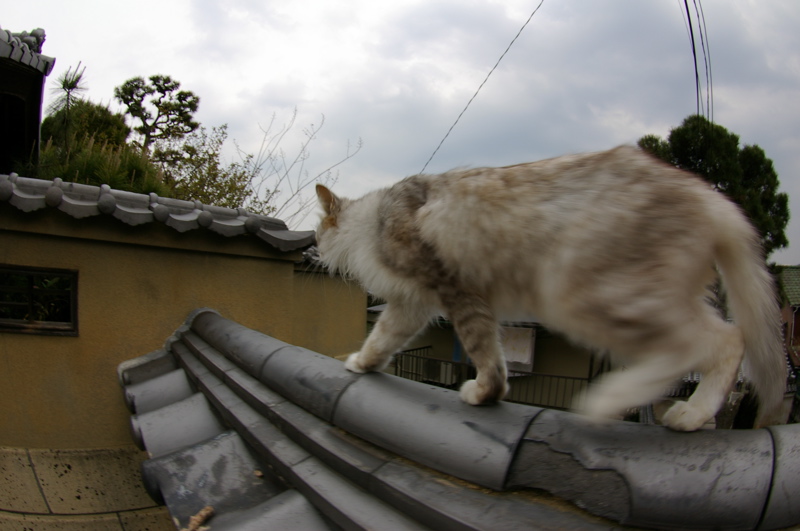 ４月８日　ギョガンDE光明寺の猫_a0009554_1991427.jpg