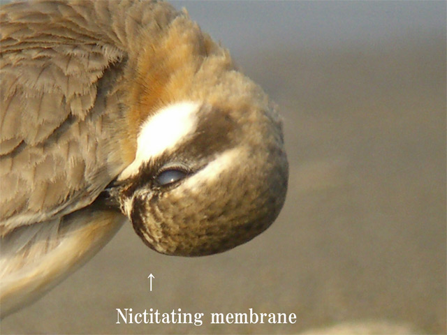 Nictitating membrane  瞬膜_c0071489_9105689.jpg