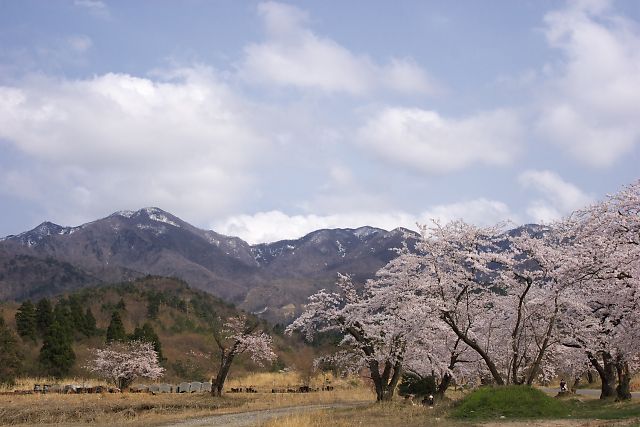 268-2　五頭山麓の桜 その２_b0002695_23255068.jpg