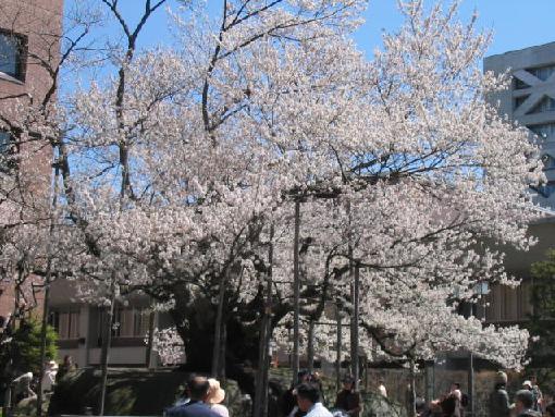 本日は晴天なり！桜も満開なり！_f0055803_13325214.jpg