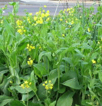 a0043204_16484960.gif