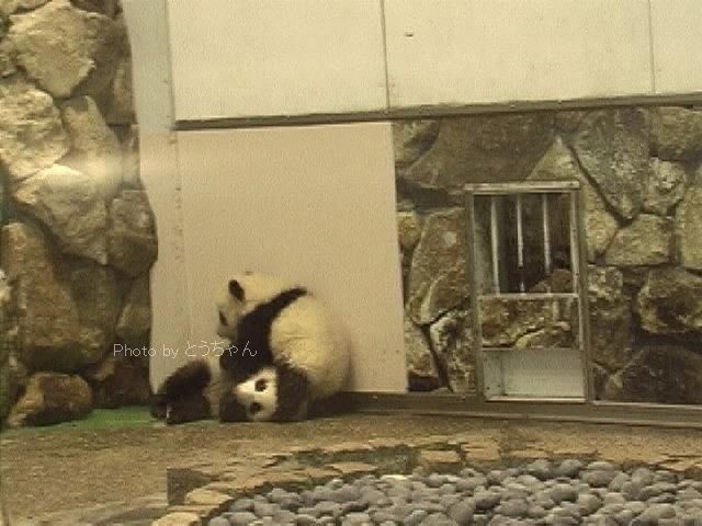 プロレスごっこ 07 04 21 とうちゃんの白浜パンダファミリー動画集 プロレスごっこ 07 04 21 とうちゃんの白浜パンダファミリー動画集