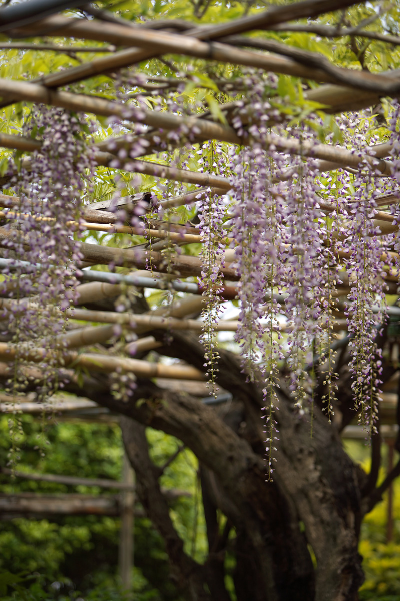 広藤園　藤まつり_c0097723_2257145.jpg