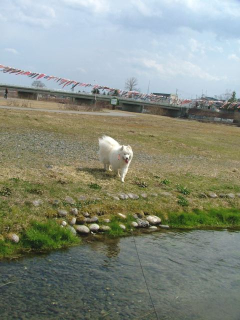 やっと、ご近所探索〜（川遊び編）_a0057237_2044625.jpg