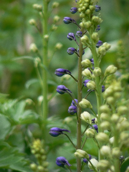 e0083238_117443.jpg