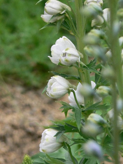 e0083238_1182969.jpg