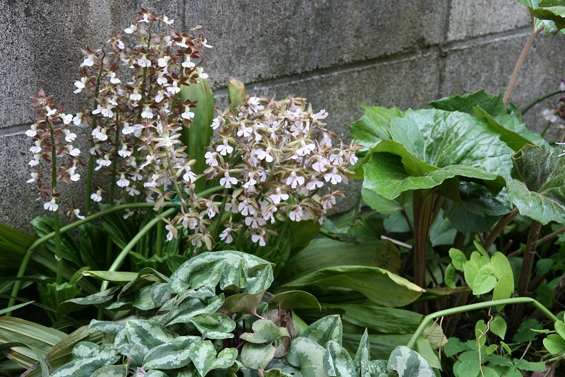 ウチの庭_b0097747_1234456.jpg