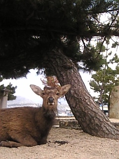 c0069552_1765225.jpg