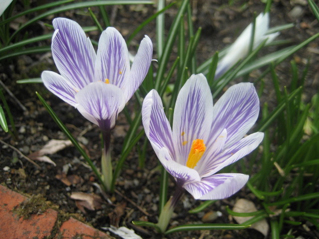 ４月２９日　　　苗の仮植えと毛蟹を食べる会_a0075455_19511325.jpg