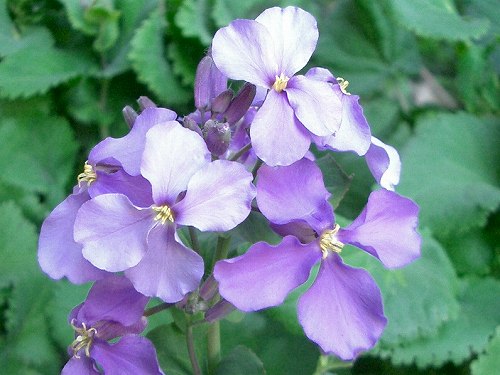 ムラサキハナナ(紫花菜)_c0085874_17545396.jpg
