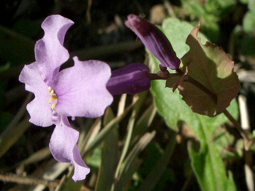 ムラサキハナナ(紫花菜)_c0085874_17573771.jpg