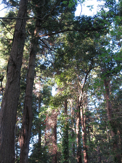 c0089974_128344.jpg