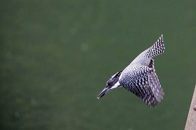 野鳥アルバム_b0047179_18231216.jpg