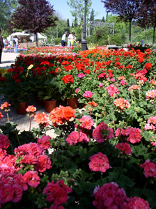 フィレンツェの花市_f0106597_18114545.jpg