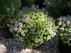フィレンツェの花市_f0106597_18241751.jpg