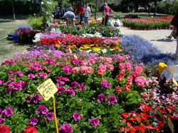 フィレンツェの花市_f0106597_18618100.jpg