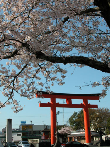 富士宮神社の桜_a0042501_10502243.jpg