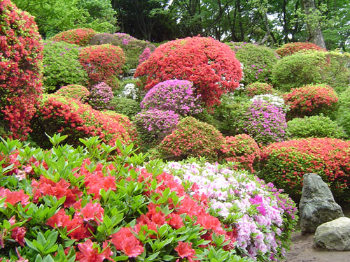 長ーいぉ散歩　つつじ寺：経由：森林公園_c0011204_204838.jpg