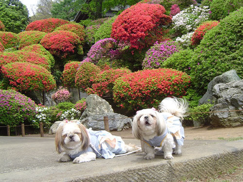 長ーいぉ散歩　つつじ寺：経由：森林公園_c0011204_232871.jpg